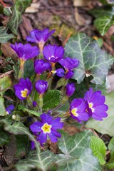 Primrose original plant from European forests, now very popular in the spring garden