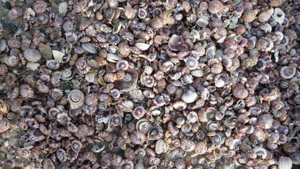 Seashells