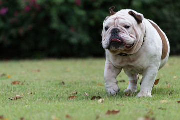 motion blurred of white English bulldog run on the grass at public park and show tongue with copy space for text