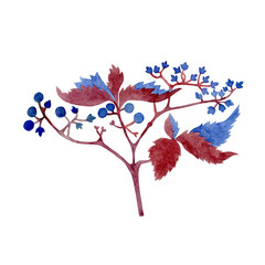 wild grape branch. Watercolor hand drawn grape branch with blue berries ans lezves. Deorative element can be used as print, element design invitations, greeting card, packaging design, testile.