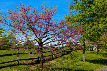 Pink blossom tree in front of blue sky, beautiful weather, landscape, village