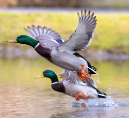 Obraz premium two ducks are waving the wings and are just flying off the lake..