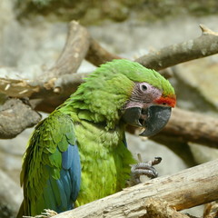 Grand ara vert (de Buffon) sur des branches 