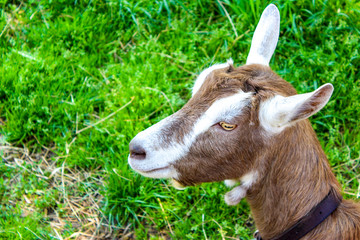 Little brown goat with white ears in a park, USA