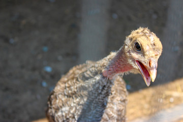 Baby chicken , hairless, turkey 