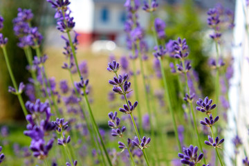 Beautiful lavender growing in a garden