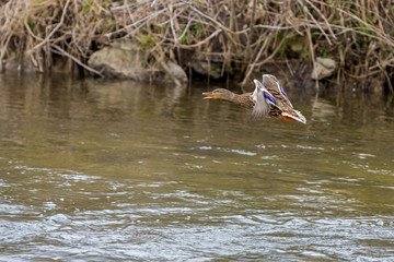 Wild duck flying over the river