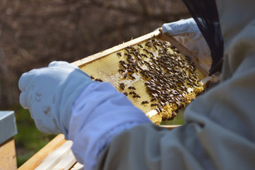 Beekeeping at our little family farm.