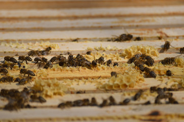 Beekeeping at our little family farm.