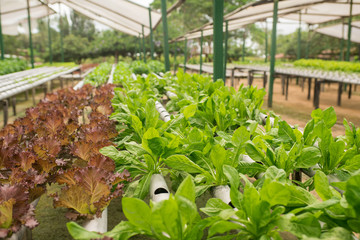 Fototapeta na wymiar Greenhouse vegetable gardening