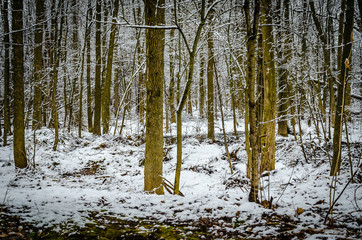 Obraz premium Fresh snow on a small forest of green tree trunks