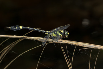 Endangered dragonfly - Chinese Tiger (Gomphidia kelloggi)