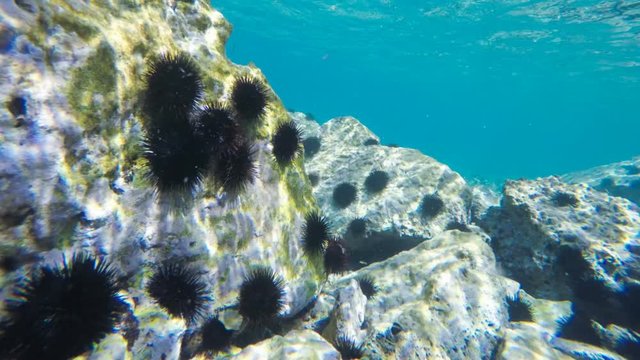 sea urchins in motion