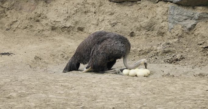 Ostrich inspects its eggs in nest