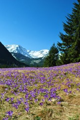 Fototapeta premium Krokusy w Tatrach