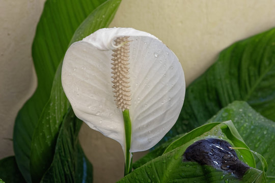 Tropical Peace Lily flower