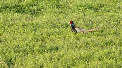 Japanese Pheasant