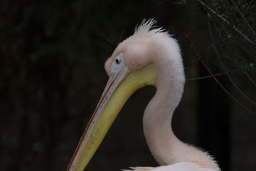 Eastern White Pelican, Pelecanus onocrotalus, close up portrait of head and long beak.