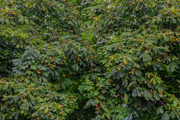 Chestnuts on tree branches
