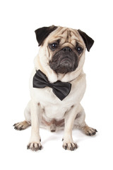 elegant and stylish pug dog with bow tie