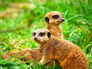 Suricate