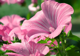 Close up of pink delicate lavatera. 