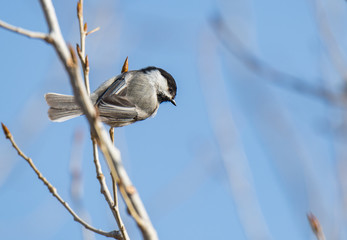 A Cute Black-capped Chickadee Perched on a Branch