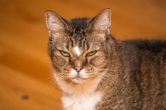 Cranky Old Cat Glaring at Camera