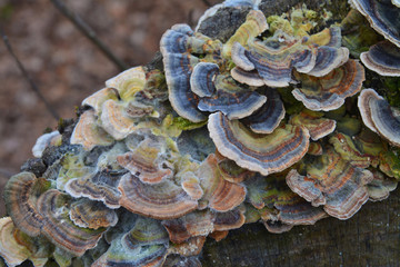 turkey tail fungus