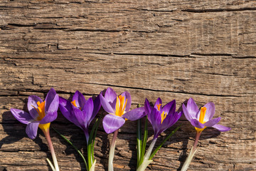 Purple crocus flowers on rustic wooden background