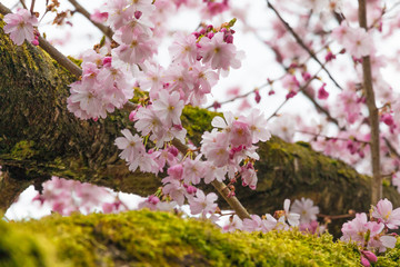 Many pink cherry blossoms on a tree branch full of green moss in spring.