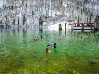 The view of ducks on a green lake in winter time boat port space. Berchtesgaden, Bavaria, Germany.