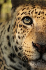 Fototapeta na wymiar Close up Portrait / Face of a Big Cat / Leopard 