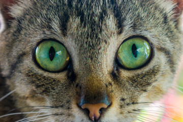 eyes green cat