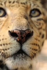Leopard Nose / Portrait of Face 