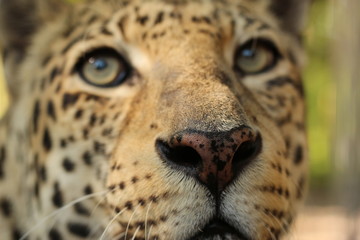 Beautiful Face of a Leopard 