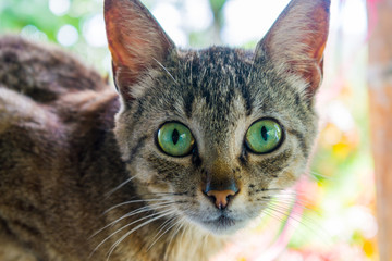 Obraz premium eyes green cat