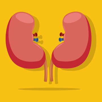 Kidney flat vector icon isolated on yellow background. Medical illustration of a healthy internal human organs.
