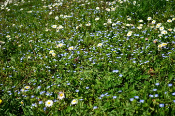 Hintergrund Frühlingswiese