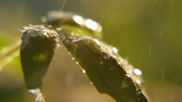 An impressive macro of rain trinkles falling on a green plant twig under the bursts of slight wing in a park area on a sunny day in spring