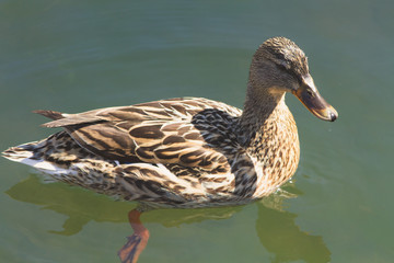 canard