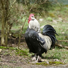 Le coq surveille ses arrières