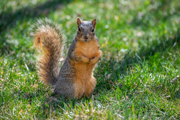 A Fox Squirrel Foraging for Food in a Suburban Yard