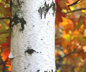 Beautiful birch in autumn in birch grove among other white birches