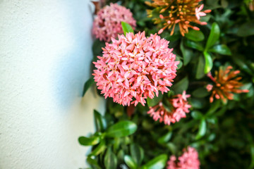Ixora pink flower boutique bloom in the garden on wall