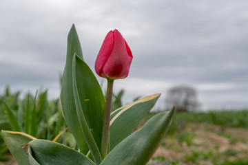 Tulpe