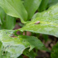Schnecke auf dem Blatt mit Wassertropfen