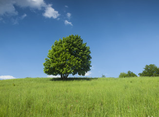 Fototapeta na wymiar lonley tree on a meadow