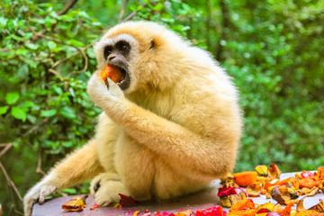 White Handed or Lar Gibbon Monkey. Gibbon eating fruits in the forest, Hylobates Lar species living in Indonesia, Laos, Malaysia, Myanmar and Thailand in tropical rain forests.