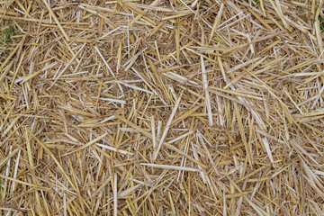 Stroh hintergrund